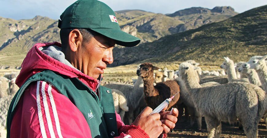 para mitigar los efectos de las heladas, Agro Rural realizará campaña de desparasitación camélidos alpacas Perú