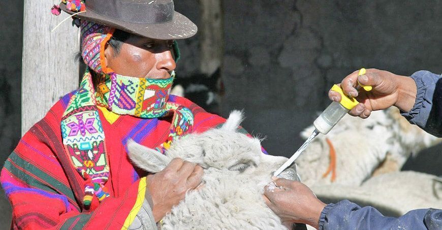 Agro Rural dosificó ganado alpacas Perú
