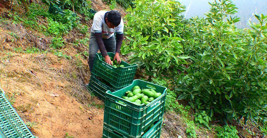 Productores Ancash cosechan palta Hass exportación Perú