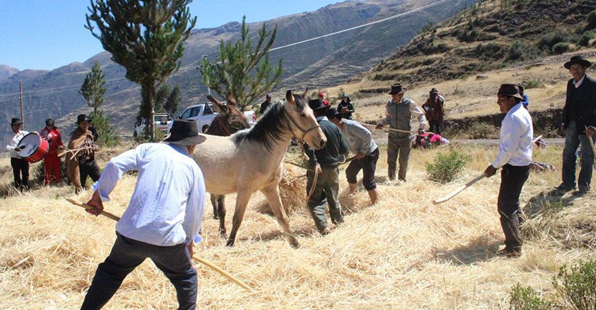 Andahuaylas se convierte en la novena Zona de Agrobiodiversidad del Perú trilla cereales productores