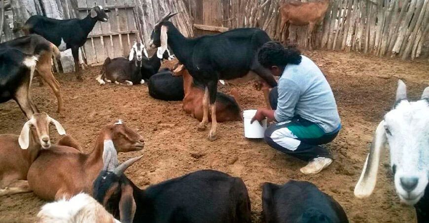 cabras producción caprina Perú