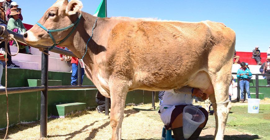 Indecopi presenta recomendaciones clave para fomentar la competencia en el sector lácteo producción lechera leche productores ganaderos Perú