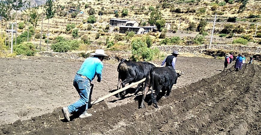 productores siembra cultivos campaña agrícola Apurímac Perú