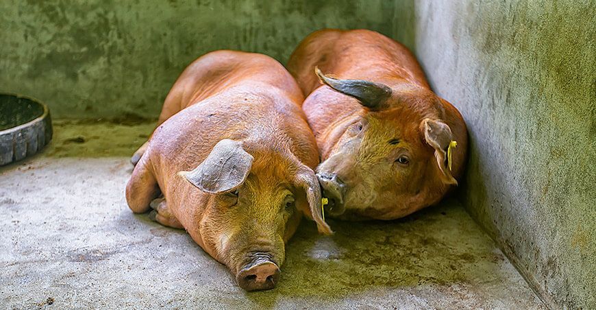Mejorarán cadena productiva de cerdos de engorde en Echarati en Cusco Perú