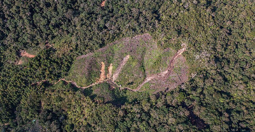 Congreso promulgó norma que modifica la Ley Forestal y de Fauna Silvestre