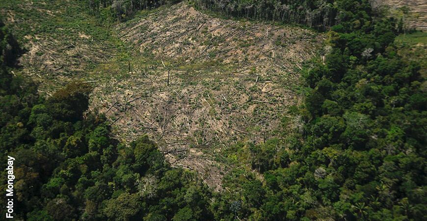 Modificación a Ley Forestal y de Fauna Silvestre deforestación bosques Perú