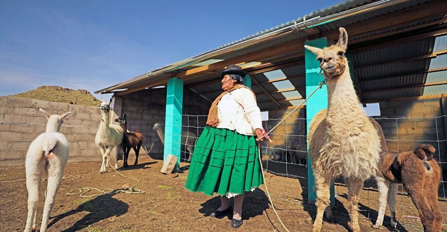 para mitigar los efectos de las heladas, Agro Rural realizará campaña de desparasitación camélidos llamas Perú