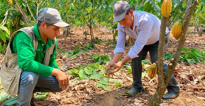 familias cacaoteras aumentaron su productividad Devida Perú