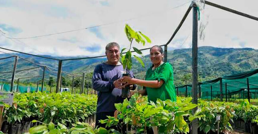Entrega de 159 670 plantones de cacao injertados beneficia a familias de Santa Rosa Ayacucho Perú Devida