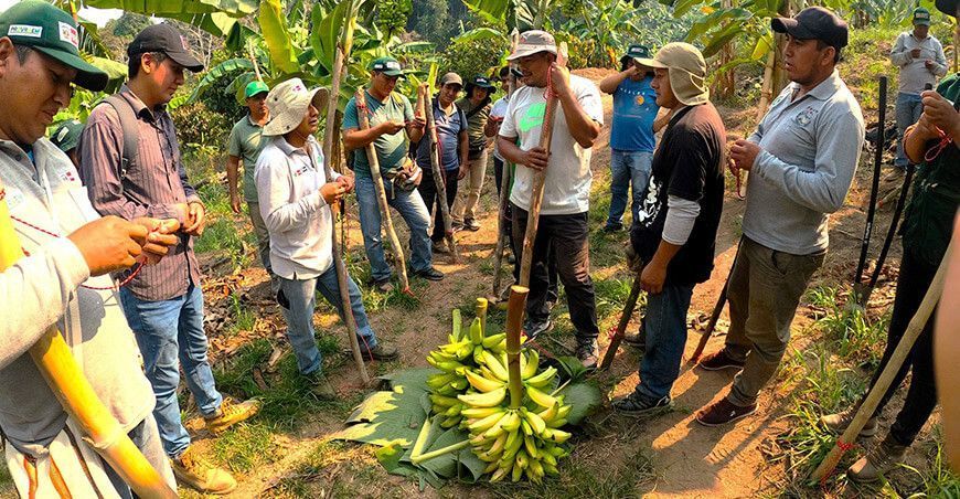 capacitación productores plátano INIA Perú Midagri
