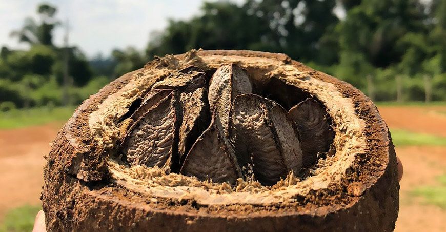 exportación de castaña o nuez de Madre de Dios Perú