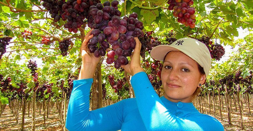 exportación de cultivo de uva Perú