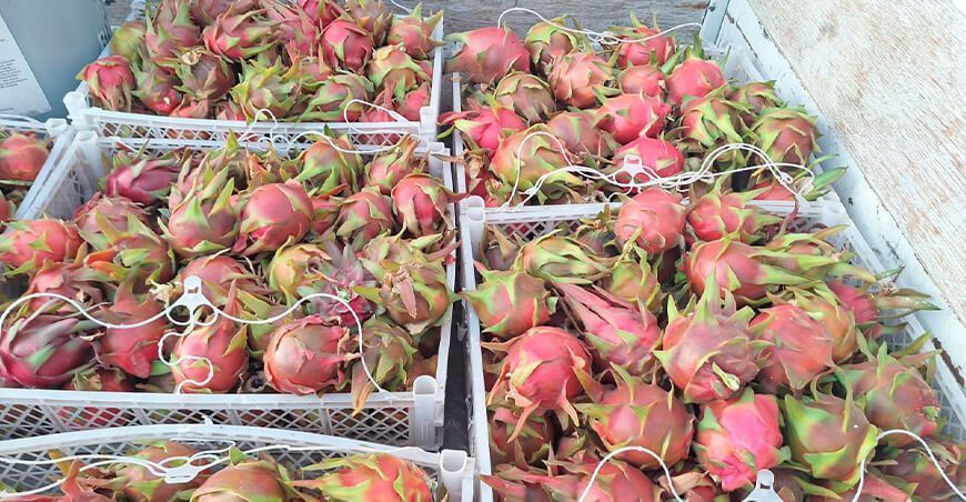 exportación de pitahaya Perú