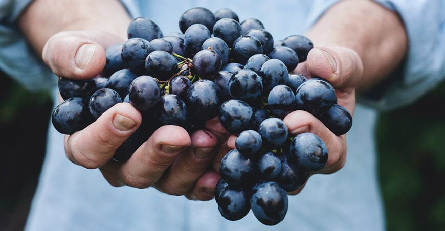 exportación de uvas Perú
