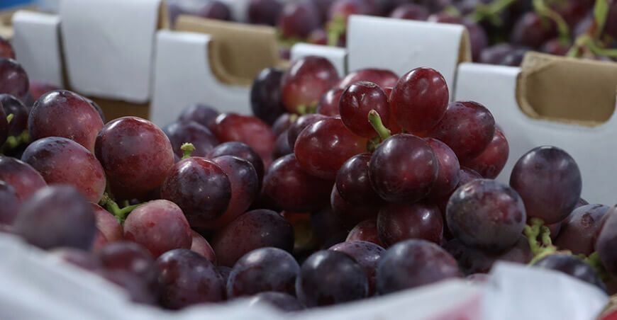 exportación de uvas Perú