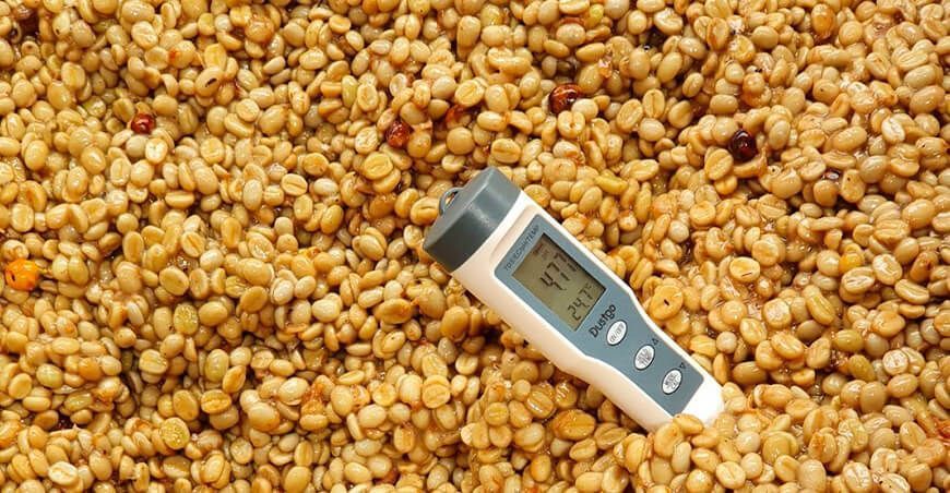 fermentación de granos de café Perú
