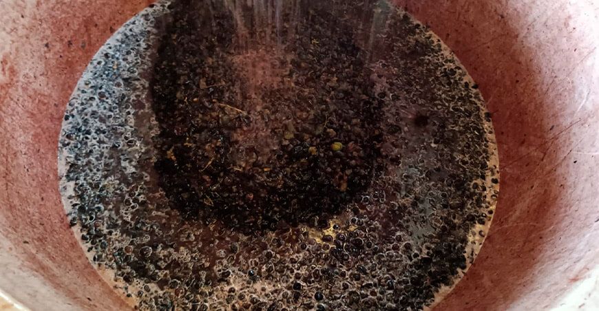 Vitivinicultores adelantan la producción del tradicional destilado “Morino” en Ancash Perú