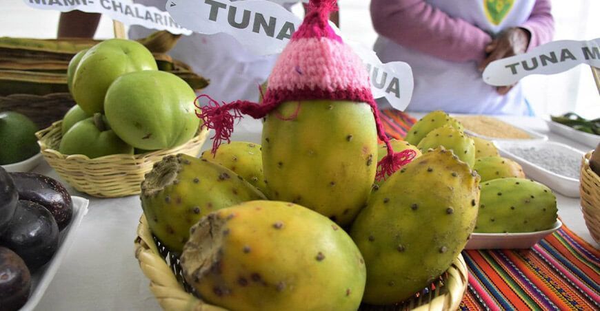 Ayacucho anuncia el XXIV Festival Nacional de la Tuna, Cochinilla y Plantas Nativas 2024