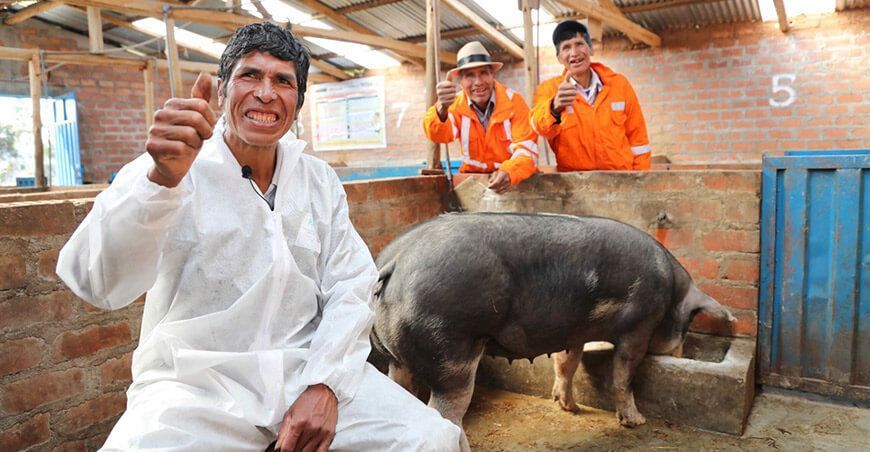 Foncodes Haku Wiñay productores de cerdos Perú