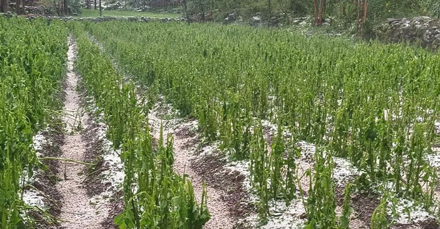 Granizada afectó 70 hectáreas de cultivos en Apata y Masma Chiccheen Junín Perú