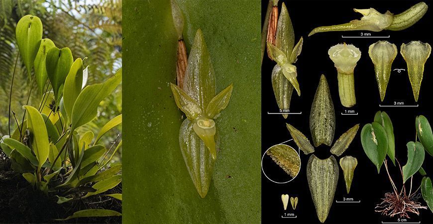 Huánuco desvela la asombrosa orquídea “Pleurothallis carpishensis”
