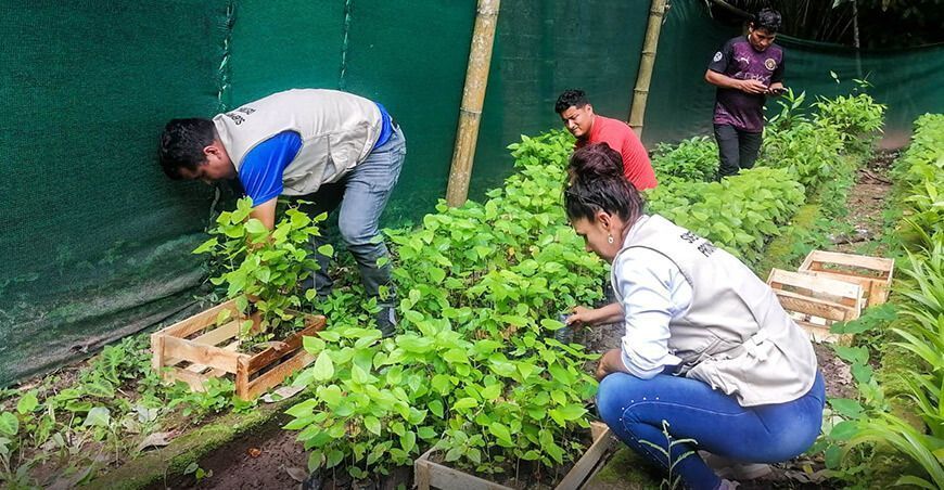 Promueven producción de café bajo sistema agroforestal en Hermilio Valdizán en Huánuco Perú