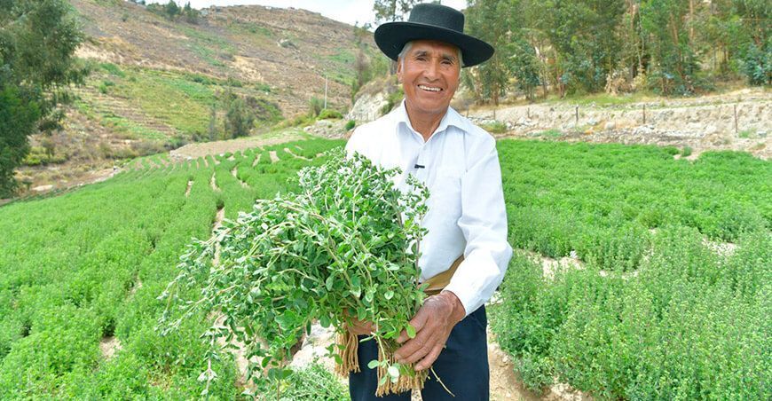 Indecopi entrega nueva denominación de origen peruana “Orégano de Tacna”