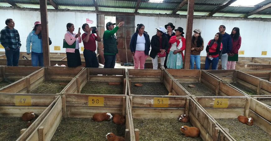 INIA capacita en crianza de cuyes a productores de Ayacucho