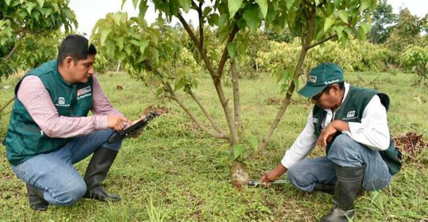 INIA inicia caracterización agromorfológica de 186 accesiones de achiote San Martín Perú