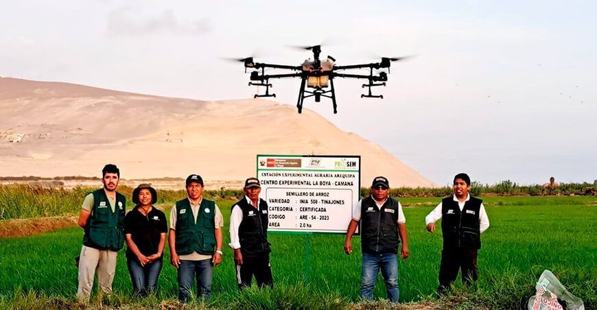 Conservan calidad genética de cultivo de arroz con cámaras espectrales en Arequipa INIA Perú