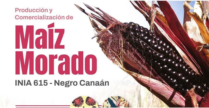 Dictarán curso sobre producción y comercialización de maíz morado INIA Perú