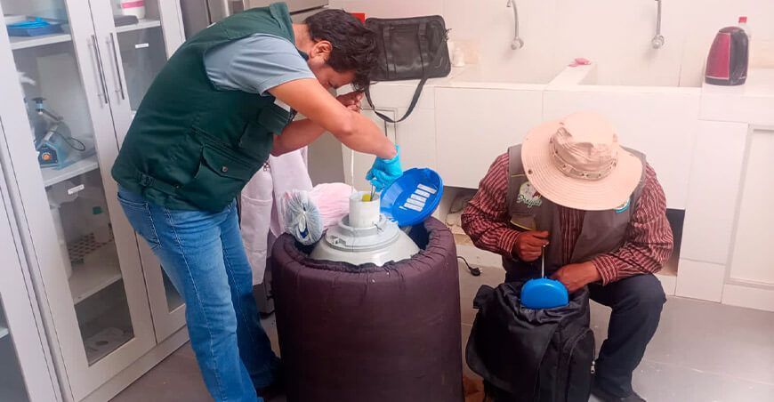 Transfieren pajillas de semen de vacuno para mejorar la calidad ganadera en Huancané INIA Puno Perú