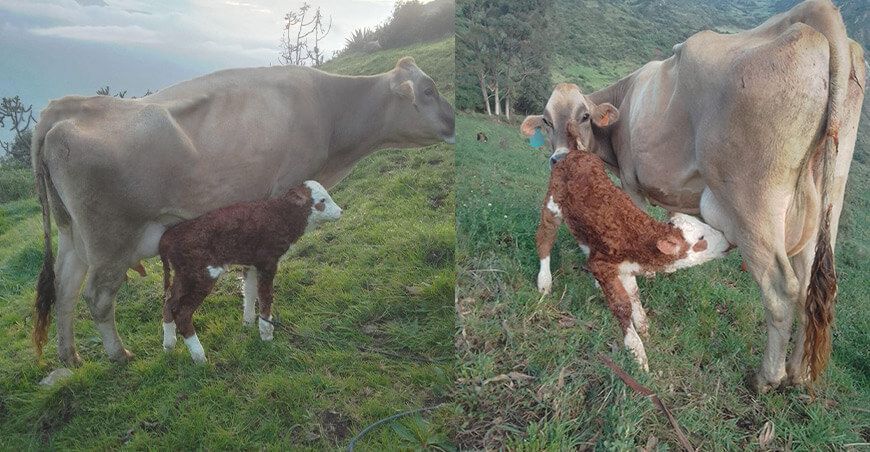 INIA logra el nacimiento de dos crías de ganado vacuno por transferencia de embriones en Ancash Perú