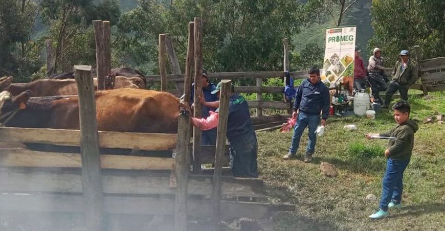 INIA realiza transferencia de embriones para elevar calidad genética del ganado vacuno en Cusca en Ancash Perú