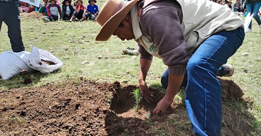 instalan plantones forestales Cusco Perú