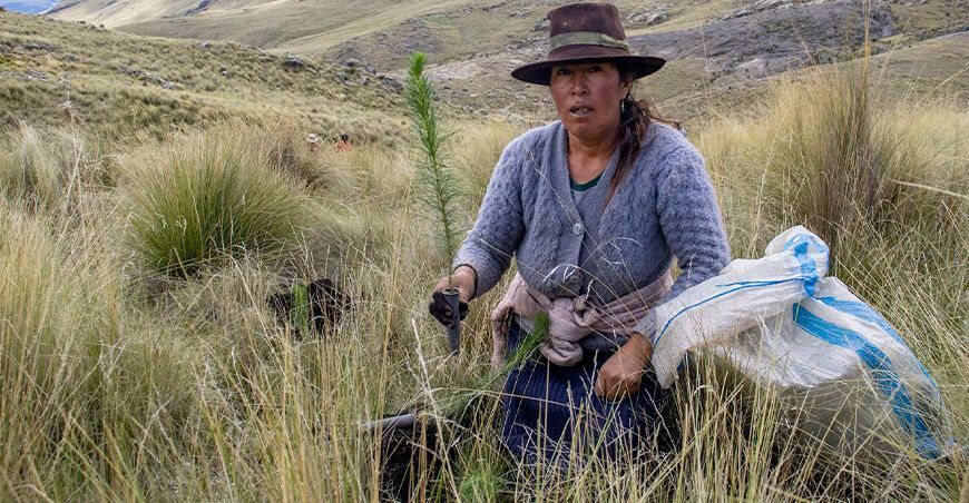 Inician campaña de forestación instalación de plantones de pino Chiara Ayacucho Perú