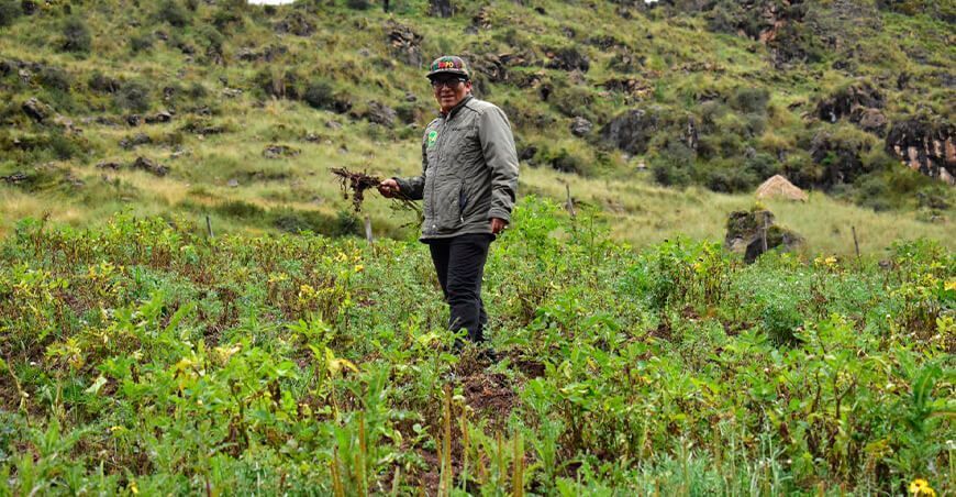 Intensas lluvias provocan estragos en la agricultura de Lauricocha, Huánuco