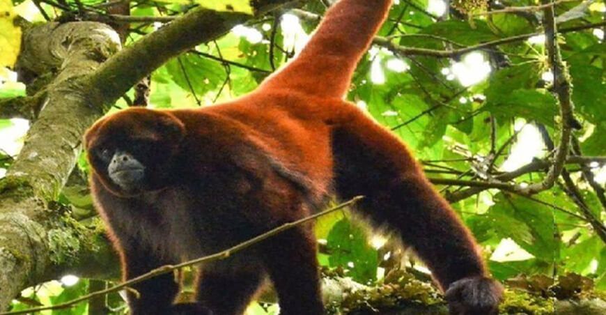 Minam promueve acciones ciudadanas para proteger y conservar al mono choro de cola amarilla
