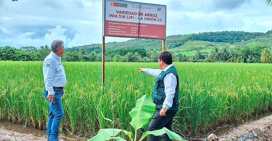 INIA 516 LM1 - La Unión nueva variedad de arroz con alta calidad genética