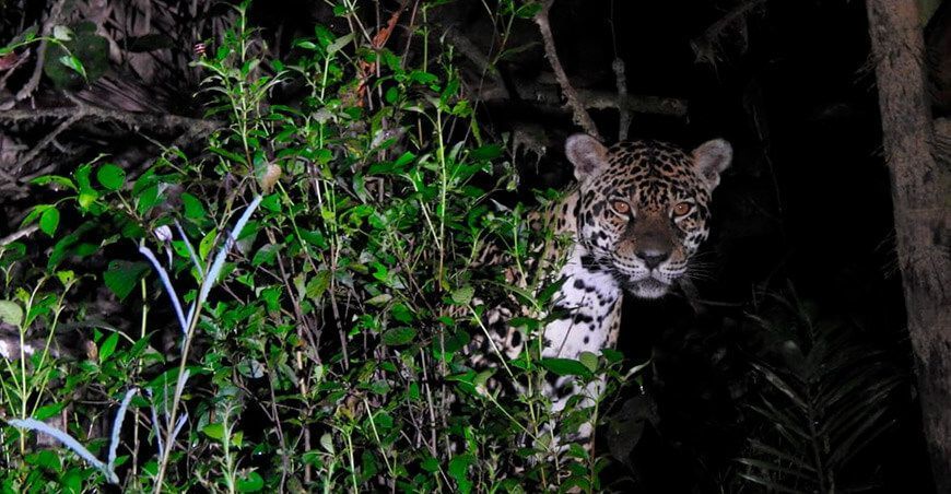 El Parque Nacional Yaguas, el reino de los jaguares en Loreto Perú
