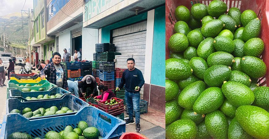 Productores de Huancavelica venden más de 130 toneladas de palta a China