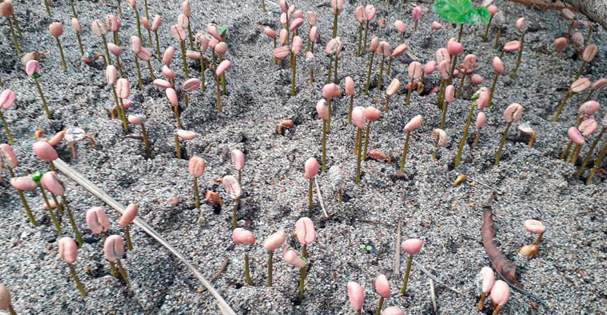 producción de plantones de café en Chanchamayo Junín Perú