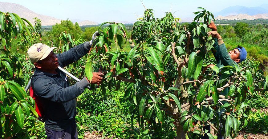 Ancash: Productores realizan última poda en mango en Moro y valle de Nepeña