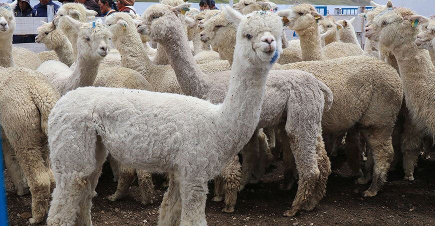 producción alpacas Puno Perú