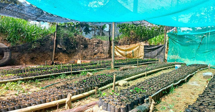 producción de plantones de café en Chanchamayo Junín Perú