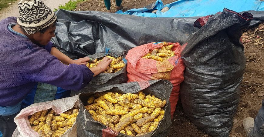Productor de cultivo de mashua isaño añu cubio Perú