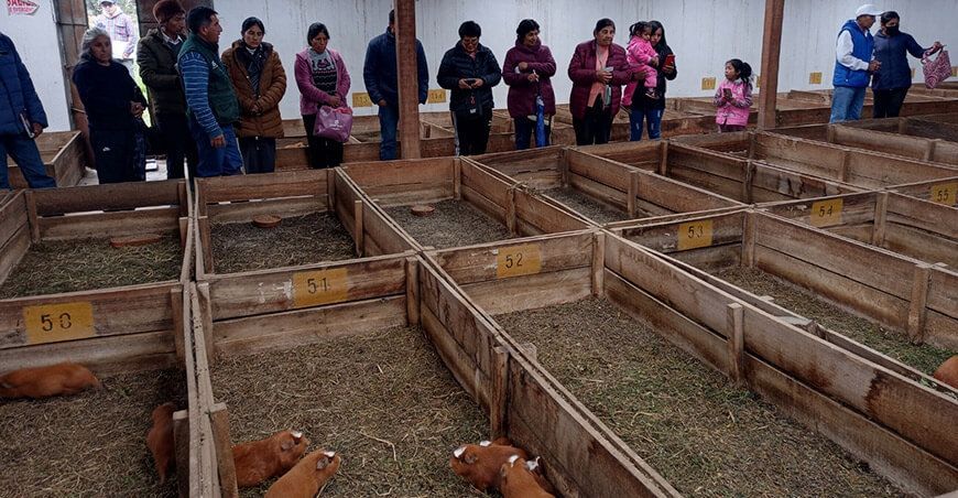 INIA capacita en el mejoramiento genético del cuy a productores de Matahuasi en Junín Perú