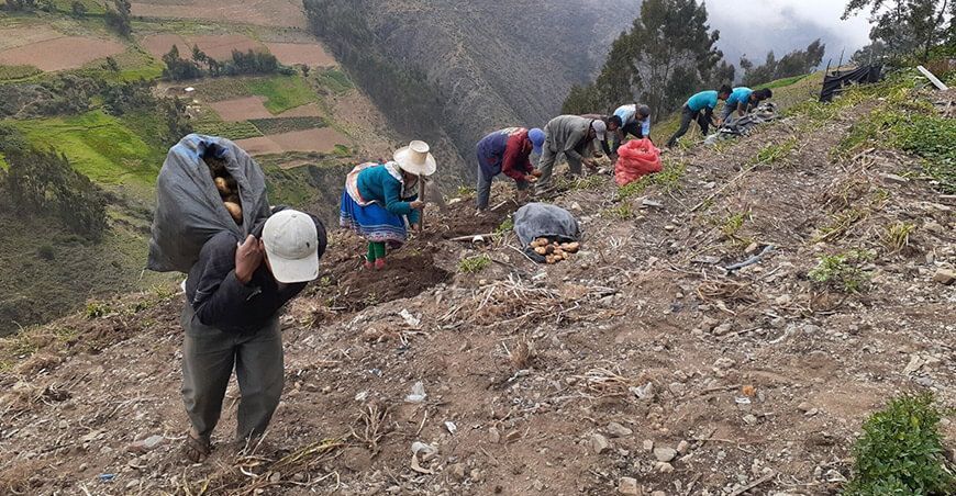 productores cosecha papa Perú