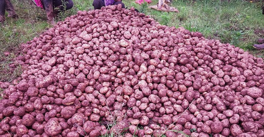 Cosechan 1.4 toneladas de papa orgánica en 600 metros cuadrados en Cascas La Libertad Perú