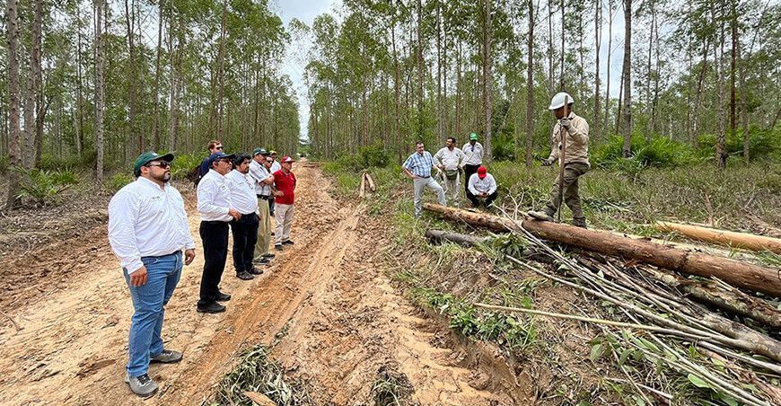 fortalecer el desarrollo forestal en Ucayali